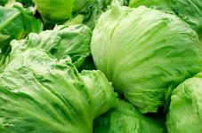 Lettuce, Iceberg
